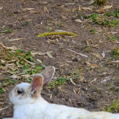 Maison Chaleureuse Proche De Avec Un Grand Jardin